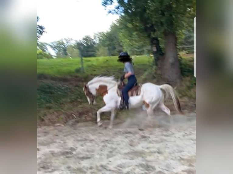 Paint Horse Wallach 7 Jahre 157 cm Tovero-alle-Farben in Breda