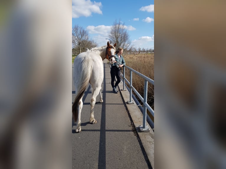 Paint Horse Wallach 7 Jahre 157 cm Tovero-alle-Farben in Breda