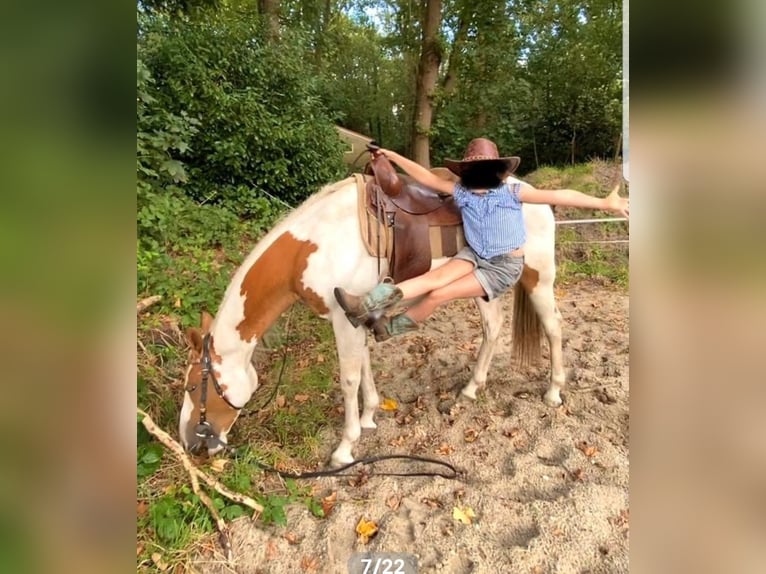 Paint Horse Wallach 7 Jahre 157 cm Tovero-alle-Farben in Breda