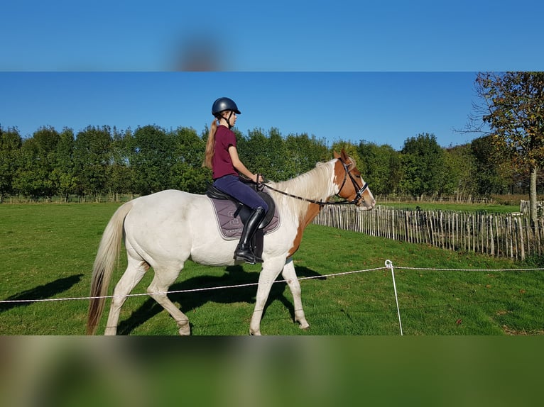 Paint Horse Wallach 7 Jahre 157 cm Tovero-alle-Farben in Breda
