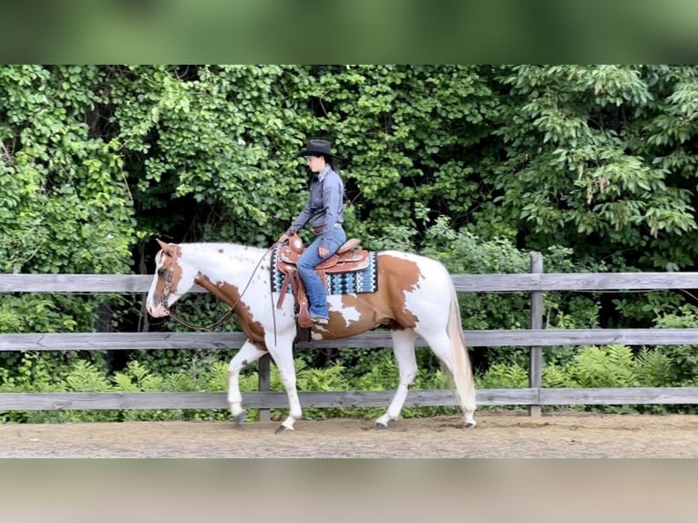 Paint Horse Wallach 7 Jahre 157 cm in Northfield, MA