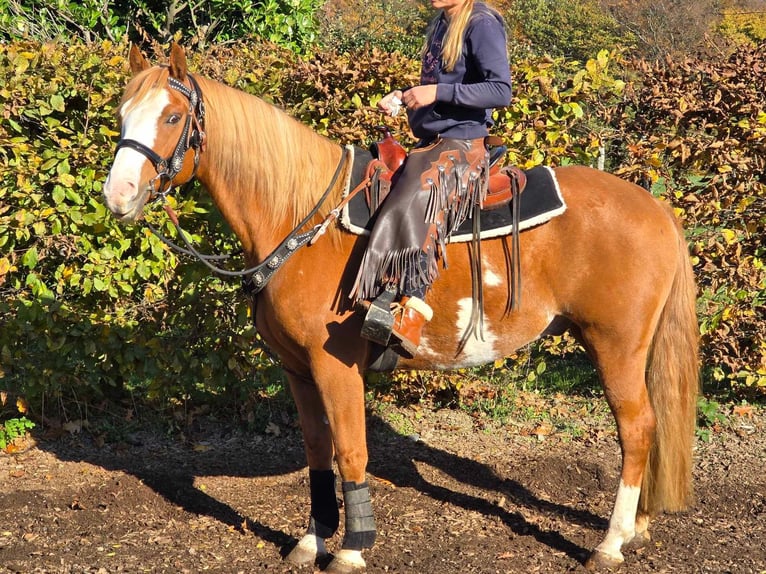 Paint Horse Wallach 7 Jahre 158 cm Schecke in Linkenbach