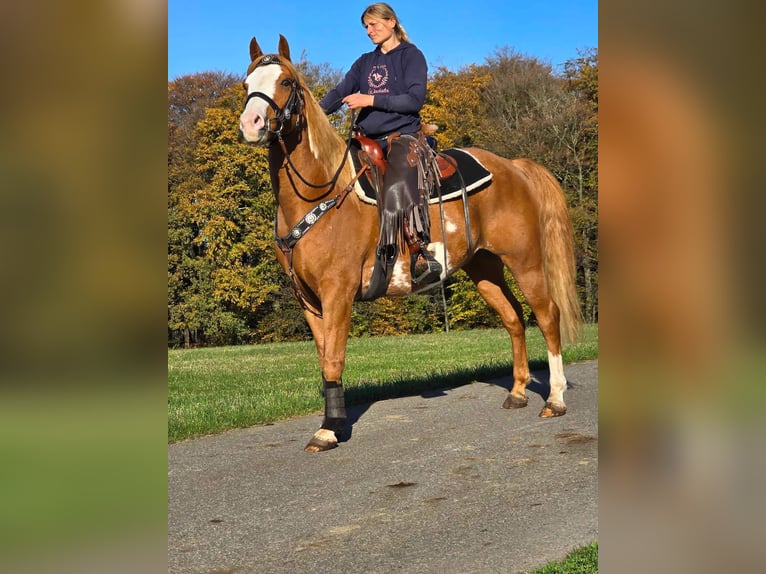 Paint Horse Wallach 7 Jahre 158 cm Schecke in Linkenbach