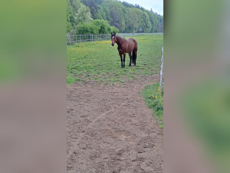 Paint Horse Wallach 7 Jahre 160 cm Brauner in Hawangen