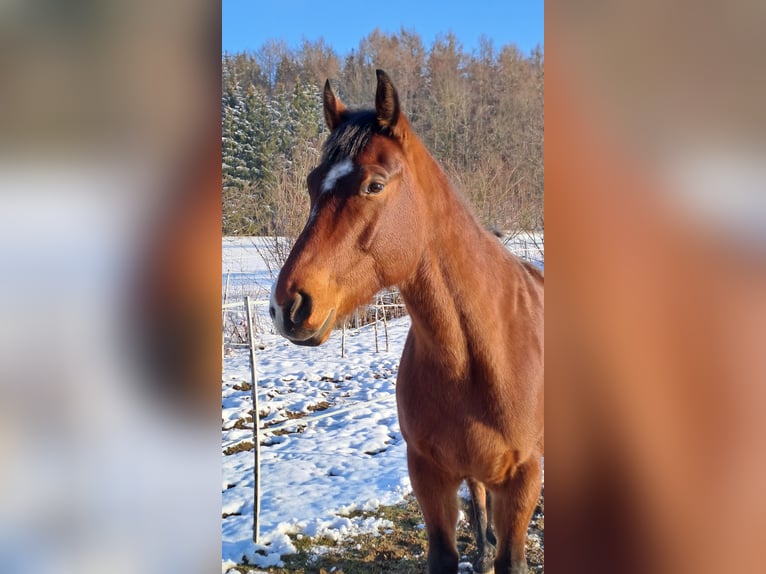 Paint Horse Wallach 7 Jahre 160 cm Brauner in Hawangen