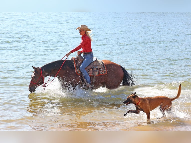 Paint Horse Wallach 7 Jahre 160 cm Rotbrauner in Cave Creek, AZ