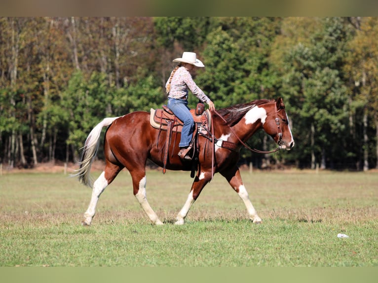 Paint Horse Wallach 7 Jahre 160 cm Schecke in Clarion