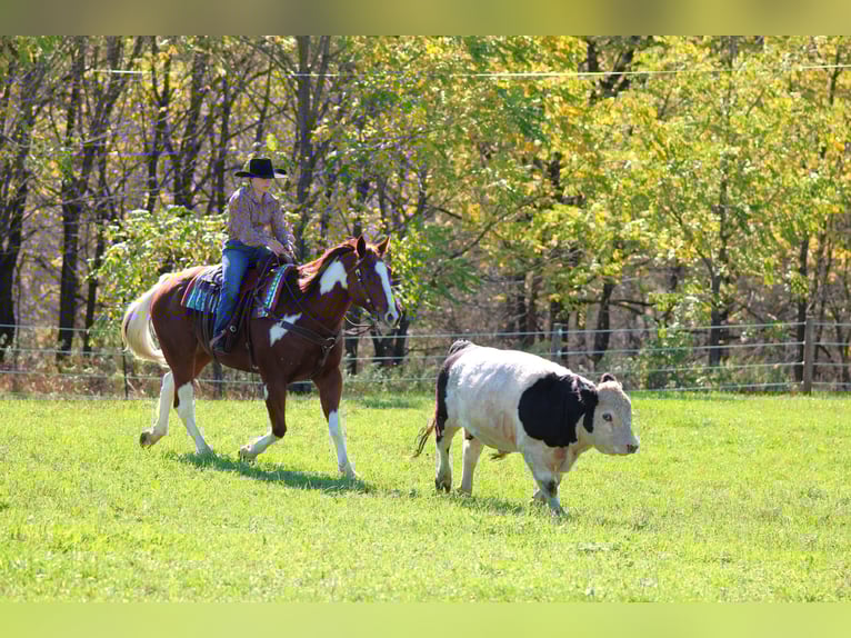 Paint Horse Wallach 7 Jahre 160 cm Schecke in Clarion