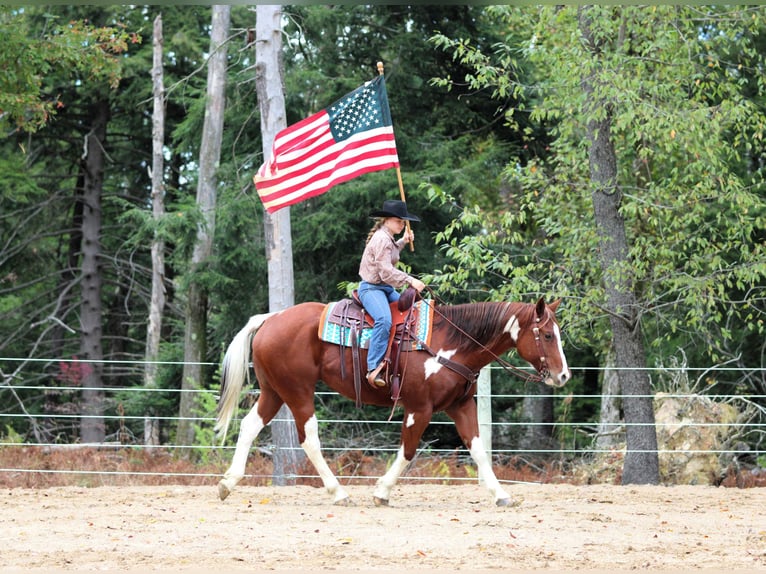 Paint Horse Wallach 7 Jahre 160 cm Schecke in Clarion