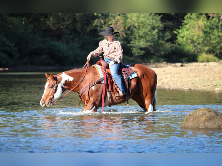 Paint Horse Wallach 7 Jahre 160 cm Schecke in Clarion