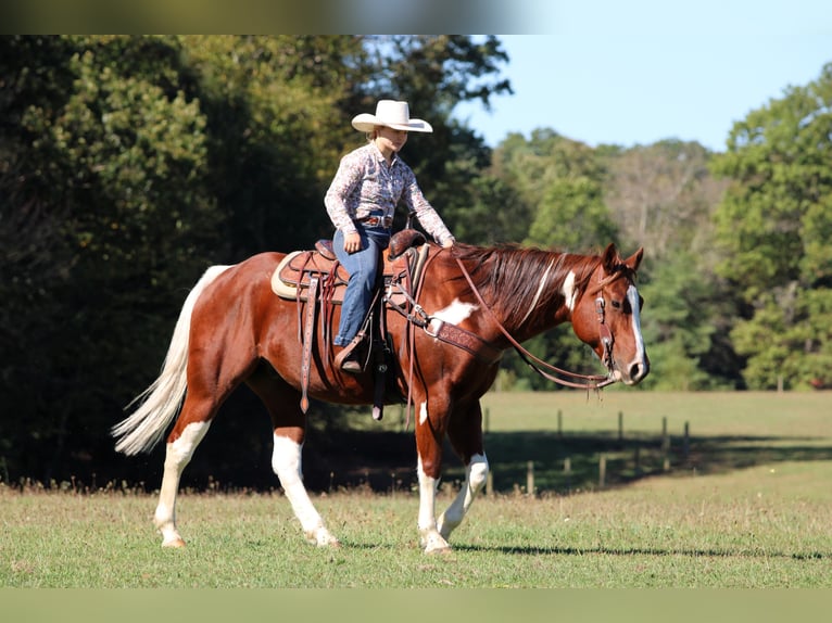 Paint Horse Wallach 7 Jahre 160 cm Schecke in Clarion
