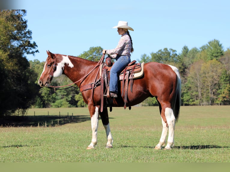 Paint Horse Wallach 7 Jahre 160 cm Schecke in Clarion