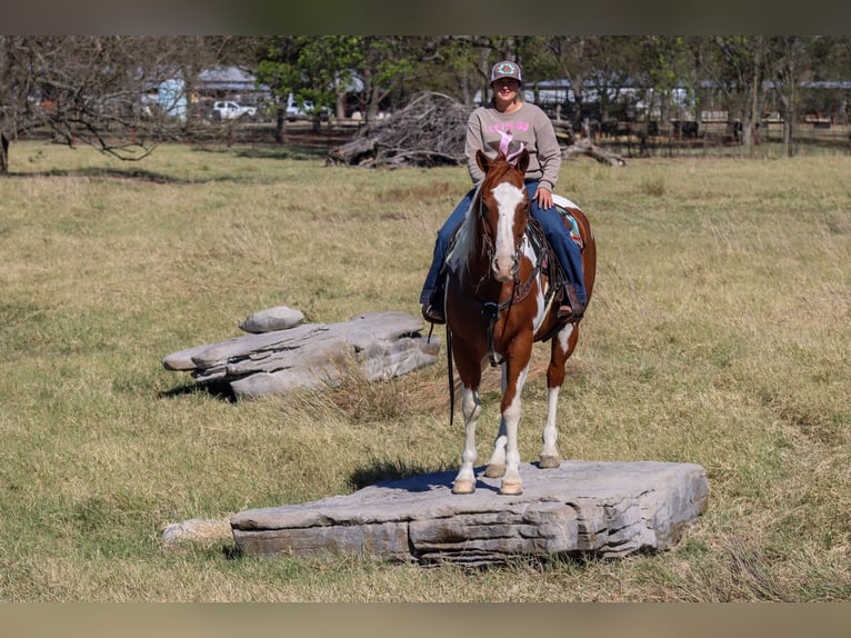 Paint Horse Wallach 7 Jahre 160 cm Schecke in Madill