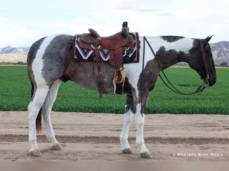 Paint Horse Wallach 7 Jahre 163 cm in Buckeye, AZ