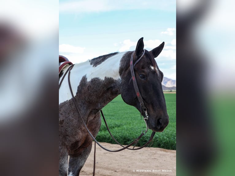 Paint Horse Wallach 7 Jahre 163 cm in Buckeye, AZ