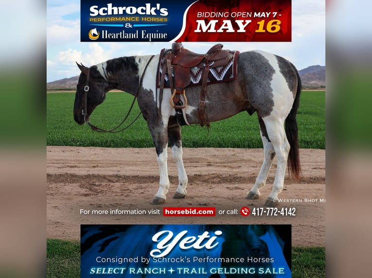 Paint Horse Wallach 7 Jahre 163 cm in Buckeye, AZ