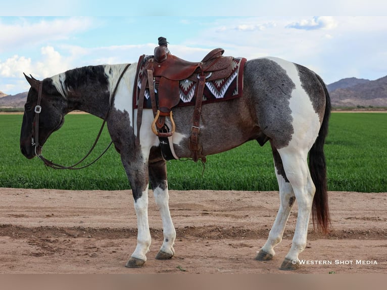 Paint Horse Wallach 7 Jahre 163 cm in Buckeye, AZ