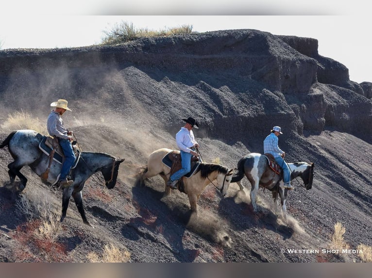 Paint Horse Wallach 7 Jahre 163 cm in Buckeye, AZ