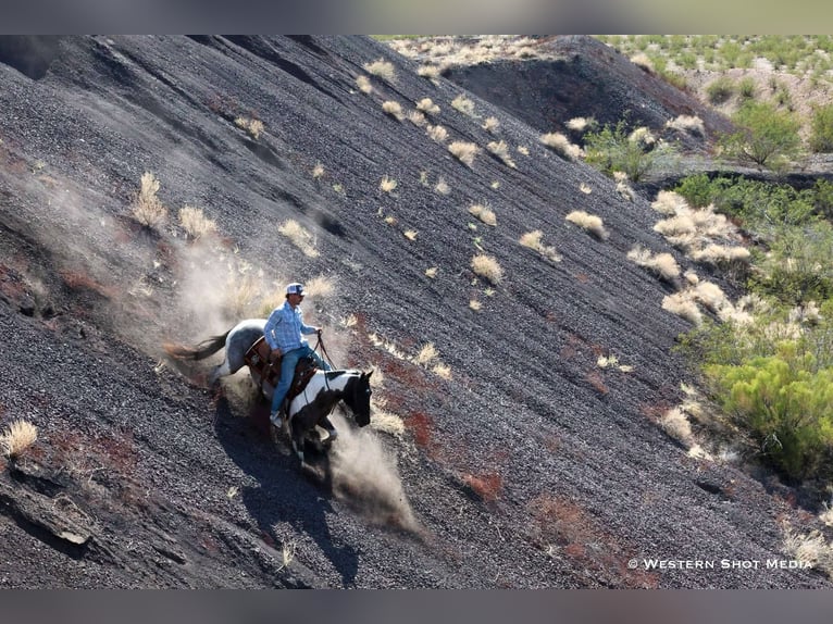 Paint Horse Wallach 7 Jahre 163 cm in Buckeye, AZ