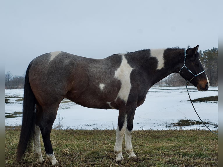 Paint Horse Wallach 7 Jahre 168 cm Roan-Blue in Joy