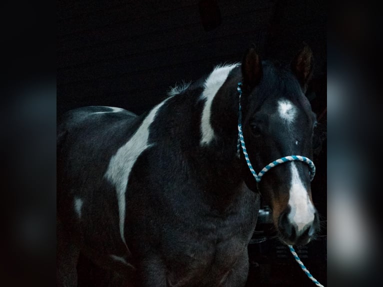 Paint Horse Wallach 7 Jahre 168 cm Roan-Blue in Joy