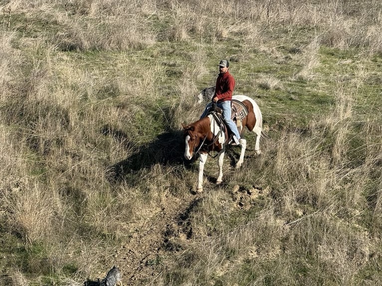 Paint Horse Wallach 7 Jahre Dunkelfuchs in PAICINES, CA