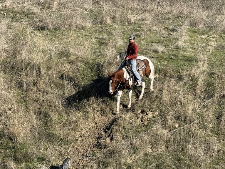 Paint Horse Wallach 7 Jahre in PAICINES, CA