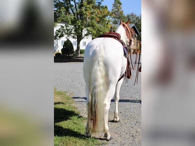 Paint Horse Mix Wallach 7 Jahre in Allentown, NJ