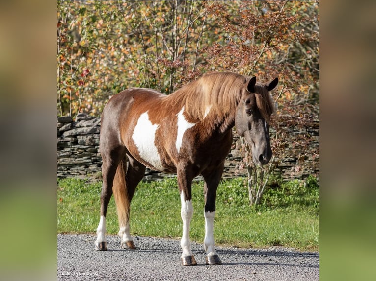 Paint Horse Wallach 8 Jahre 140 cm Tobiano-alle-Farben in Everett PA