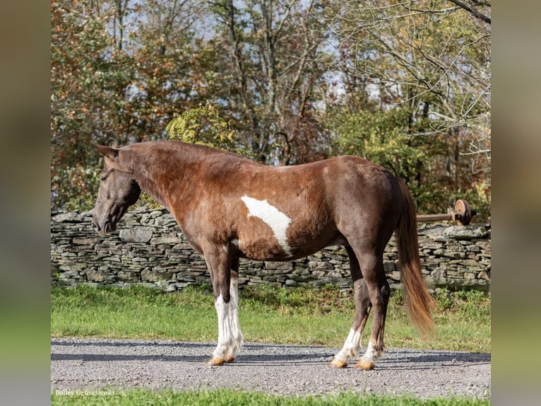 Paint Horse Wallach 8 Jahre 140 cm Tobiano-alle-Farben in Everett PA