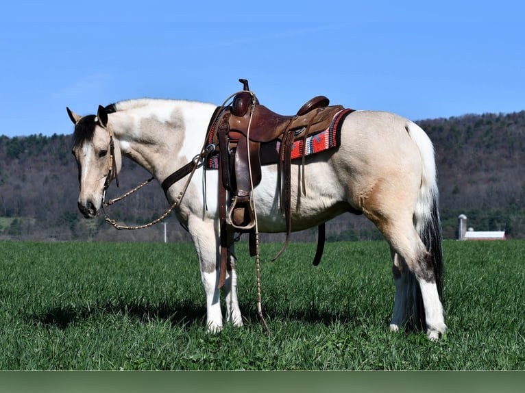 Paint Horse Mix Wallach 8 Jahre 145 cm Schecke in Rebersburg