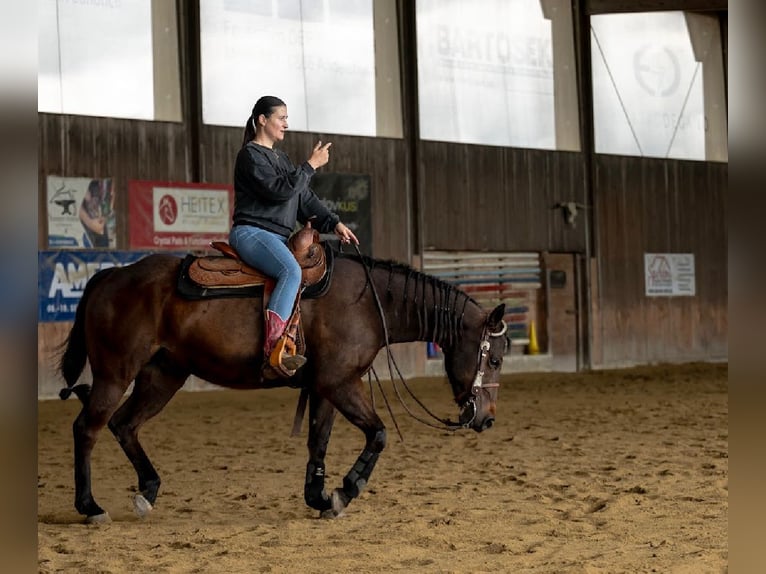 Paint Horse Mix Wallach 8 Jahre 150 cm Brauner in Berneck