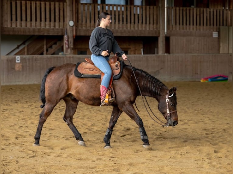 Paint Horse Mix Wallach 8 Jahre 150 cm Brauner in Berneck