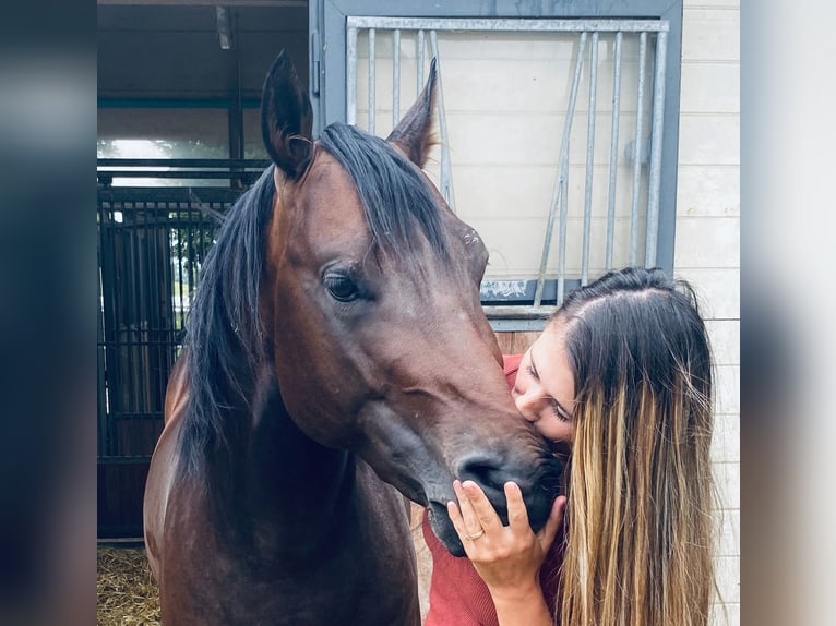 Paint Horse Mix Wallach 8 Jahre 150 cm Brauner in Berneck