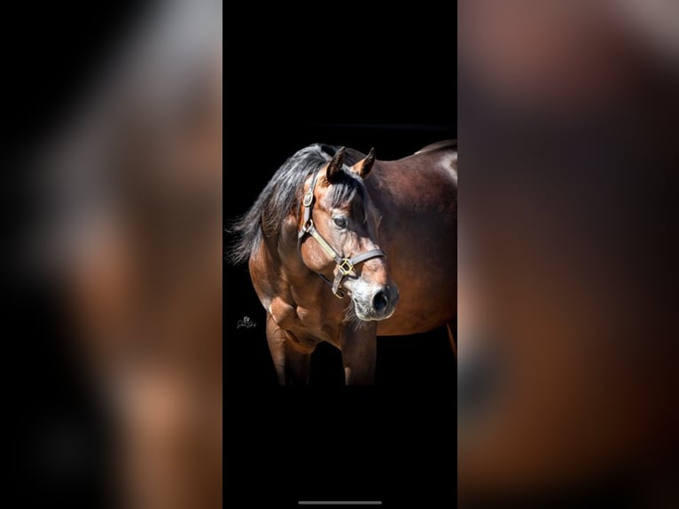 Paint Horse Mix Wallach 8 Jahre 150 cm Brauner in Berneck