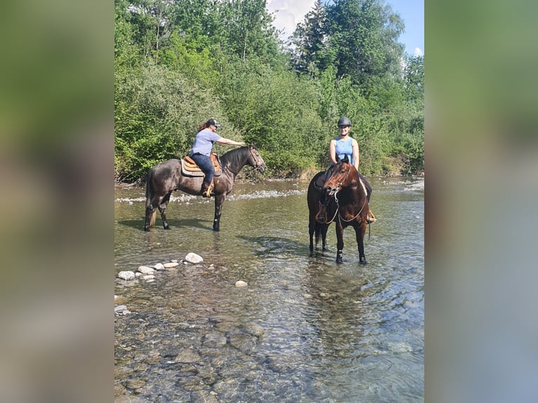 Paint Horse Mix Wallach 8 Jahre 150 cm Brauner in Berneck