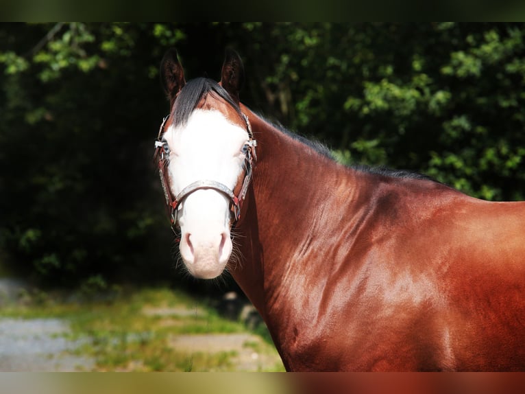 Paint Horse Wallach 8 Jahre 150 cm Brauner in Windeck