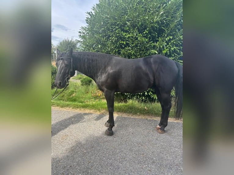 Paint Horse Wallach 8 Jahre 150 cm Rappe in Altenstadt an der Waldnaab