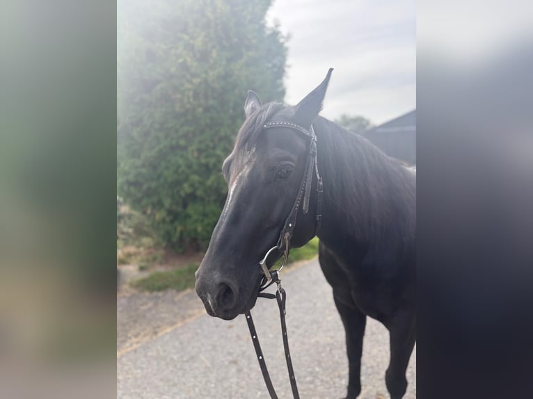Paint Horse Wallach 8 Jahre 150 cm Rappe in Altenstadt an der Waldnaab