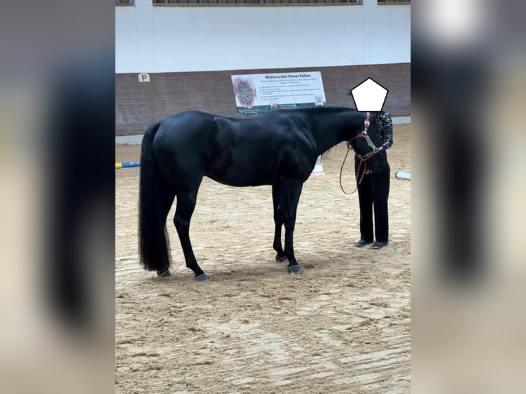 Paint Horse Wallach 8 Jahre 150 cm Rappe in Altenstadt an der Waldnaab