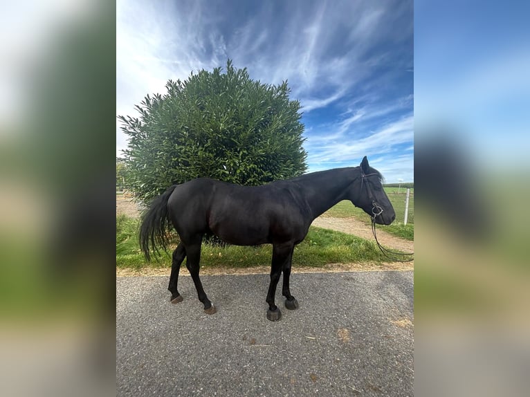 Paint Horse Wallach 8 Jahre 150 cm Rappe in Altenstadt an der Waldnaab