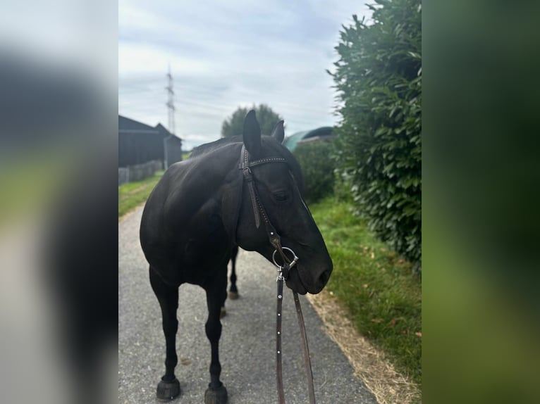 Paint Horse Wallach 8 Jahre 150 cm Rappe in Altenstadt an der Waldnaab
