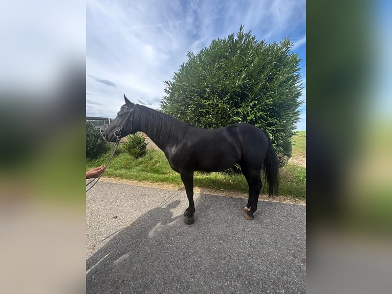 Paint Horse Wallach 8 Jahre 150 cm Rappe in Altenstadt an der Waldnaab