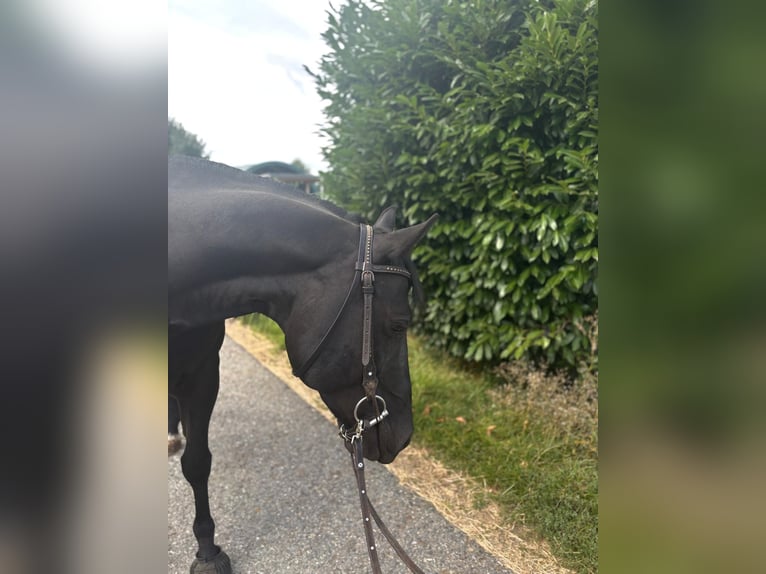 Paint Horse Wallach 8 Jahre 150 cm Rappe in Altenstadt an der Waldnaab
