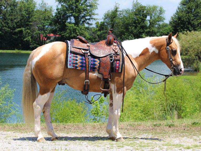 Paint Horse Wallach 8 Jahre 150 cm Tobiano-alle-Farben in Robards