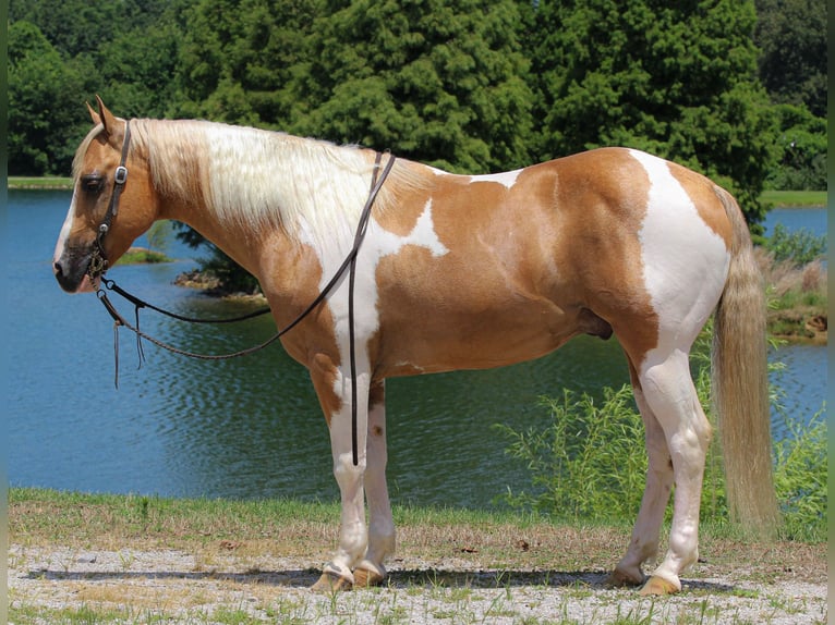Paint Horse Wallach 8 Jahre 150 cm Tobiano-alle-Farben in Robards