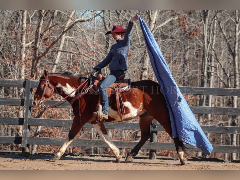 Paint Horse Wallach 8 Jahre 150 cm in Clover, SC