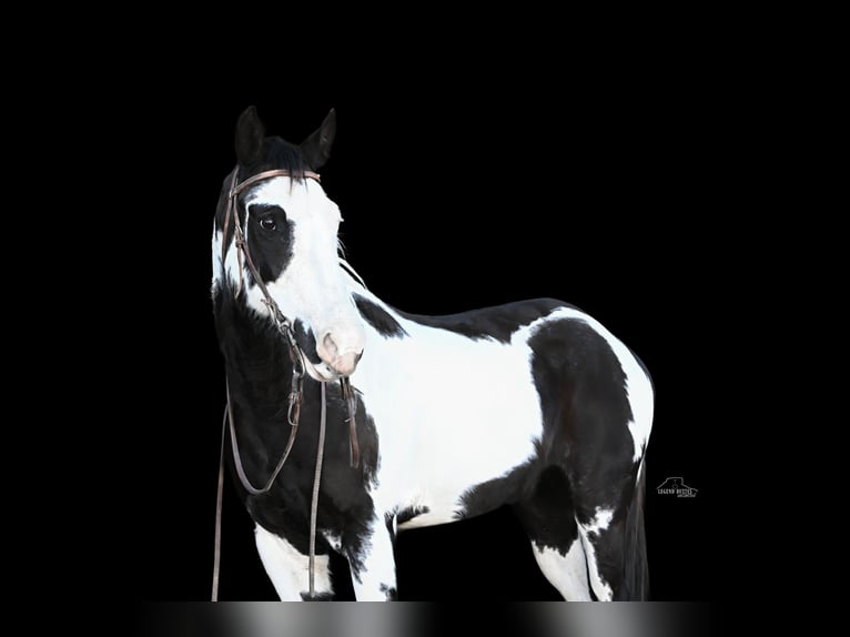 Paint Horse Wallach 8 Jahre 152 cm Schecke in Chadron