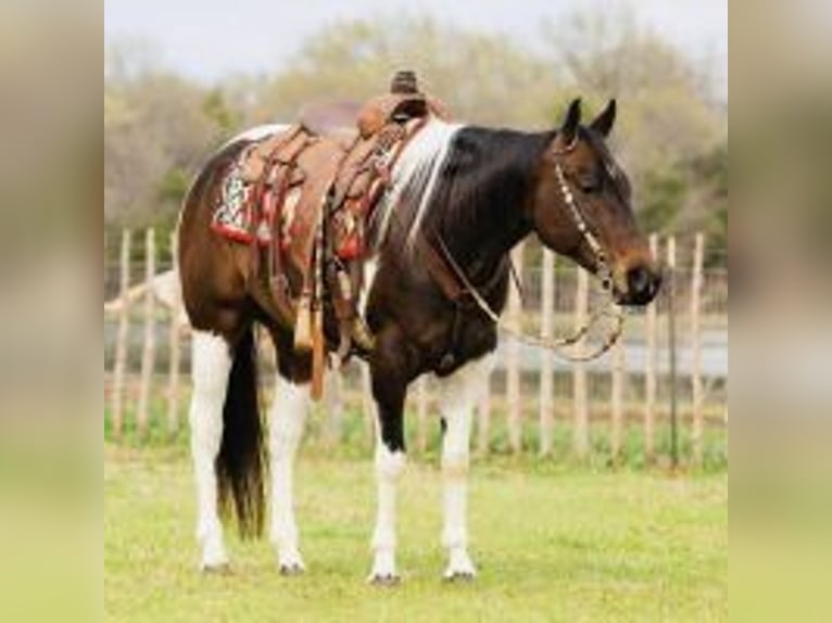 Paint Horse Wallach 8 Jahre 152 cm Tobiano-alle-Farben in Louisville