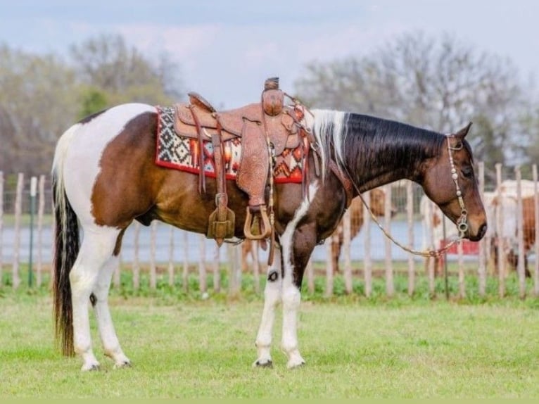 Paint Horse Wallach 8 Jahre 152 cm Tobiano-alle-Farben in Louisville
